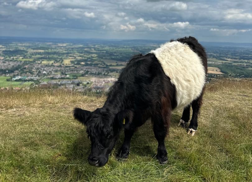 A cow on the hillside